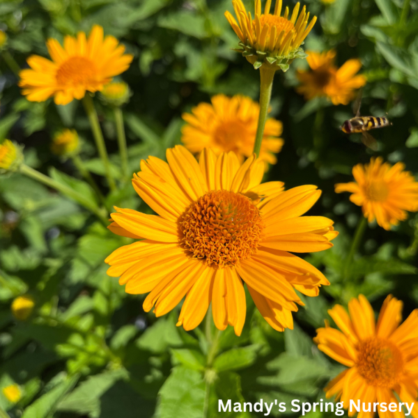 Tuscan Sun  False Sunflower | Heliopsis helianthoides Online now