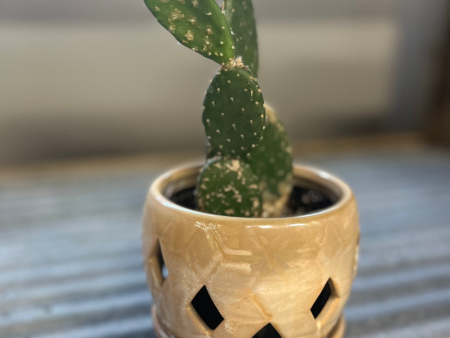 Woolyjoint Prickly Pear Indoor Cactus Hot on Sale