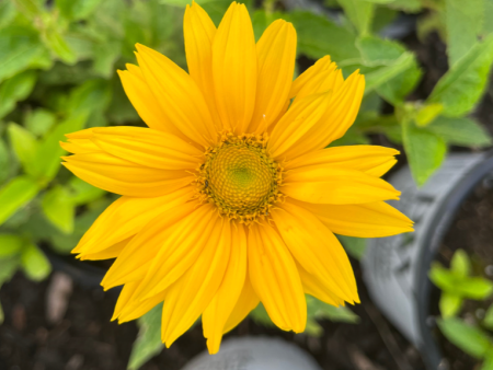 Tuscan Gold  False Sunflower | Heliopsis helianthoides For Sale