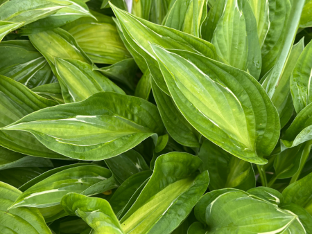 Striptease Hosta | Hosta  Striptease  Sale