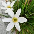 Bulbs - Rain Lily | Zephyranthes - Mixed For Sale