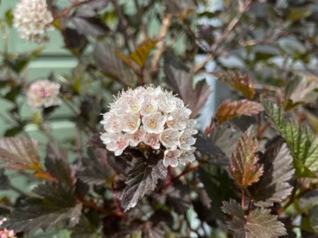 Summer Wine® Ninebark | Physocarpus opu. For Sale