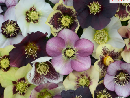 HONEYMOON® Mixed Lenton Rose | Hellebores Discount