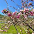 Indian Summer Crabapple | Malus  Indian Summer  Fashion