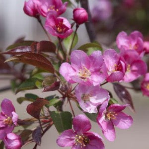 Bare Root Red Splendor Crabapple | Malus Cheap