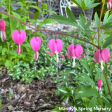 Bleeding Heart | Dicentra spectabilis Online