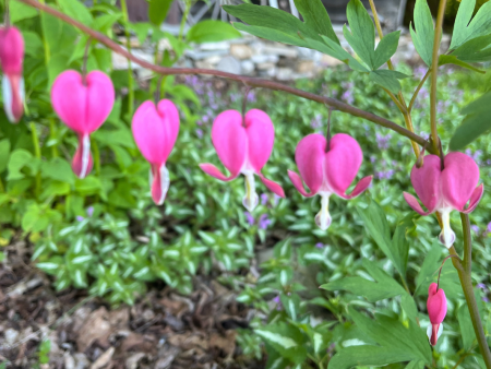 Bleeding Heart | Dicentra spectabilis Online