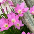 Bulbs - Rain Lily | Zephyranthes - Mixed For Sale