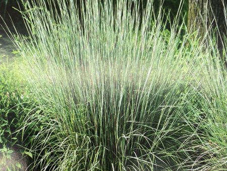 Carousel Little Bluestem Grass | Schizachyrium scoparium For Cheap