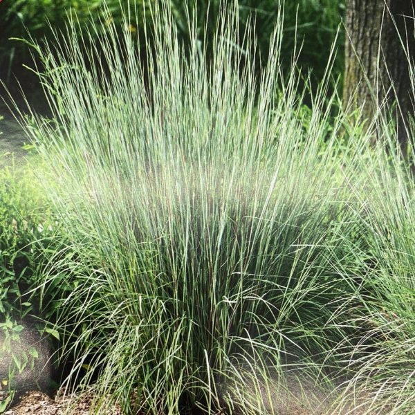 Carousel Little Bluestem Grass | Schizachyrium scoparium For Cheap