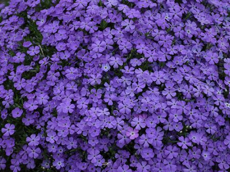 Mountainside®  Crater Lake  Hybrid Spring Phlox Phlox hybrid Discount