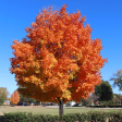 Sugar Maple | Acer saccharum Discount