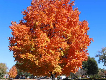 Sugar Maple | Acer saccharum Discount