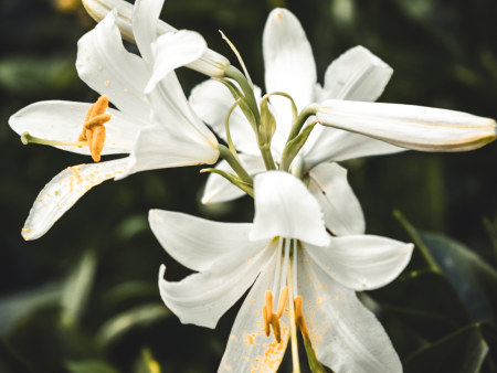 Easter Lily Hot on Sale