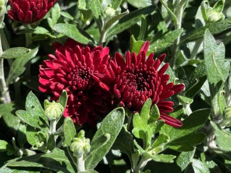 Fall Hanging Basket-Mums Hot on Sale