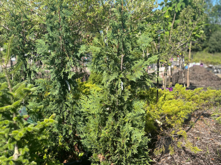 Blue Nootka False Cypress | Chamaecyparis nootkatensis  Glauca  For Cheap