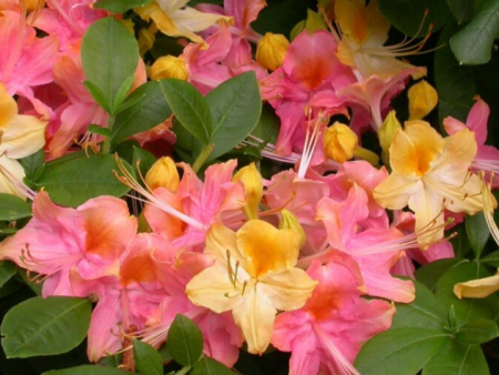 Garden Rainbow  Azalea on Sale