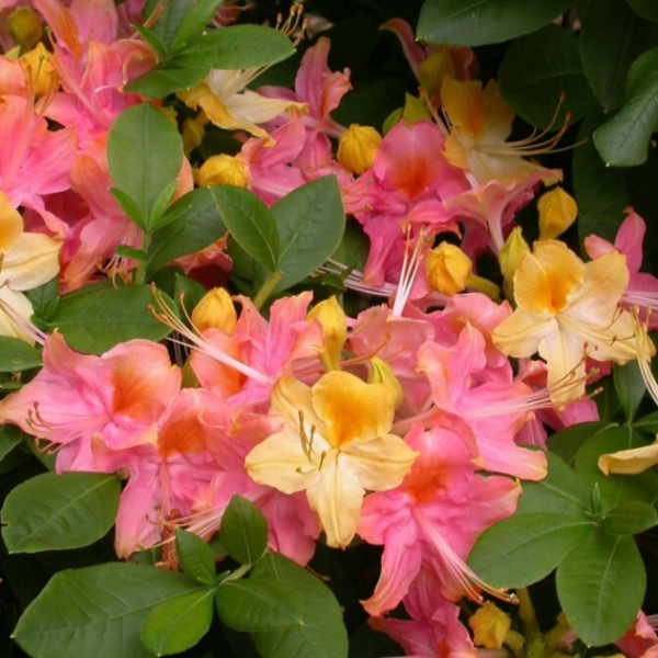 Garden Rainbow  Azalea on Sale