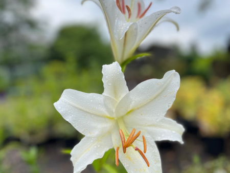 Casa Blanca Fragrant Lily | Lilium Oriental For Cheap