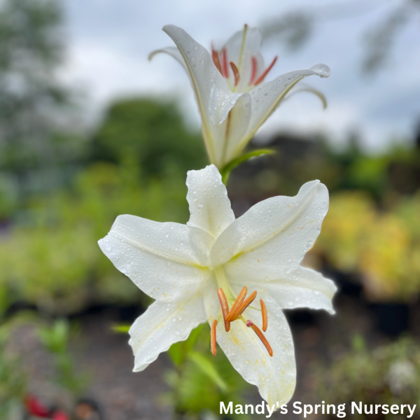 Casa Blanca Fragrant Lily | Lilium Oriental For Cheap