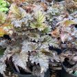 Chocolate Shotgun Astilbe on Sale