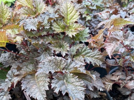 Chocolate Shotgun Astilbe on Sale