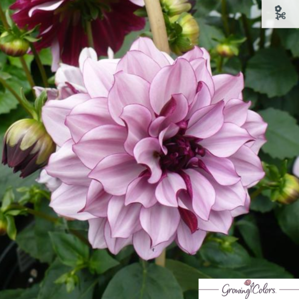 Creme de Cassis  Dahlia | Dahlia Dinnerplate Online Hot Sale