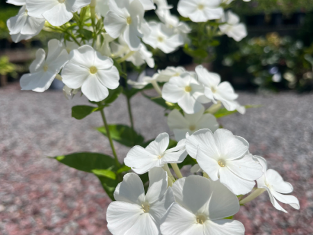 White Flame Summer Phlox | Phlox paniculata For Discount