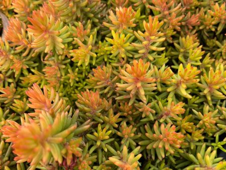 Angelina s Teacup Stonecrop | Sedum For Sale