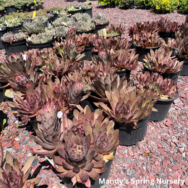 Assorted Hens & Chicks | Sempervivum Hot on Sale