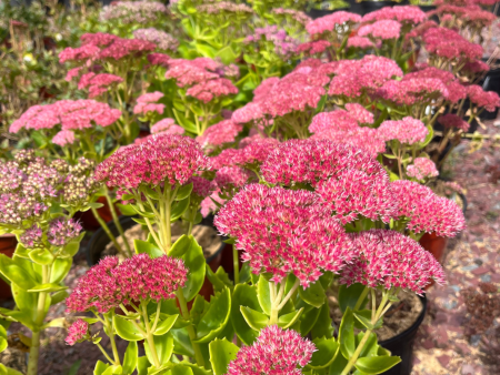 Autumn Joy Stonecrop | Sedum Online