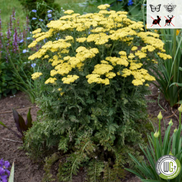 Firefly Sunshine  Yarrow | Achillea  Firefly Sunshine  For Cheap