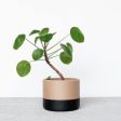 ECOTOOL Indoor Planter Online