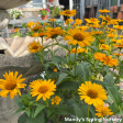 Tuscan Sun  False Sunflower | Heliopsis helianthoides Online now