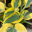 Autumn Frost Hosta Online Sale