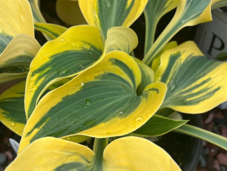 Autumn Frost Hosta Online Sale