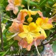 Garden Rainbow  Azalea on Sale