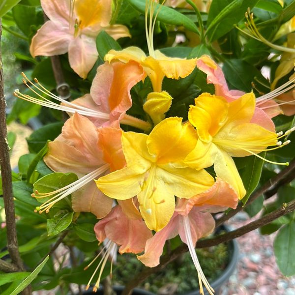 Garden Rainbow  Azalea on Sale