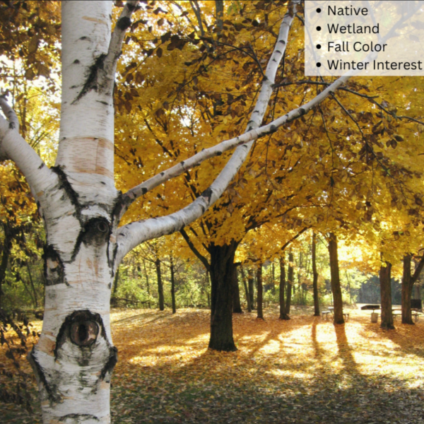 Paper Birch Birch | Betula papyrifera  Paper Birch  For Sale