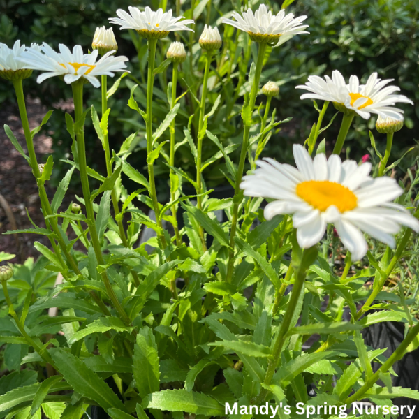 Snowcap Shasta Daisy | Leucanthemum  Snowcap  Sale