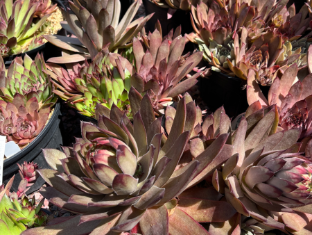 Assorted Hens & Chicks | Sempervivum Hot on Sale