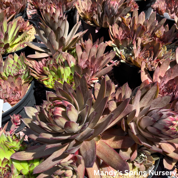 Assorted Hens & Chicks | Sempervivum Hot on Sale