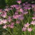 Bulbs - Rain Lily | Zephyranthes - Mixed For Sale