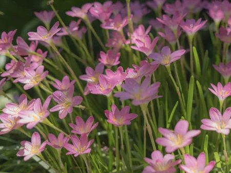 Bulbs - Rain Lily | Zephyranthes - Mixed For Sale