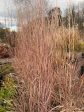 Carousel Little Bluestem Grass | Schizachyrium scoparium For Cheap