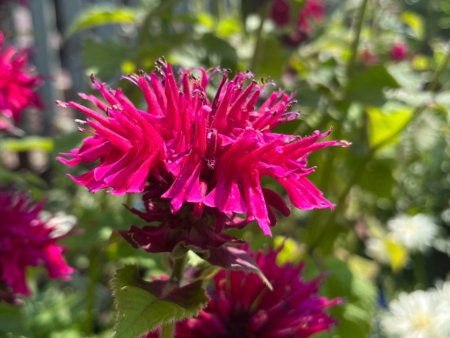 Fireball Bee Balm | Monarda didyma Cheap