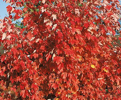 Bare Root -  October Glory  Maple | Acer Rubrum Supply