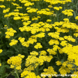 Firefly Sunshine  Yarrow | Achillea  Firefly Sunshine  For Cheap