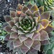 Assorted Hens & Chicks | Sempervivum Hot on Sale