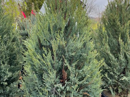 Blue Arrow Juniper | Juniperus virginiana  Blue Arrow  Hot on Sale